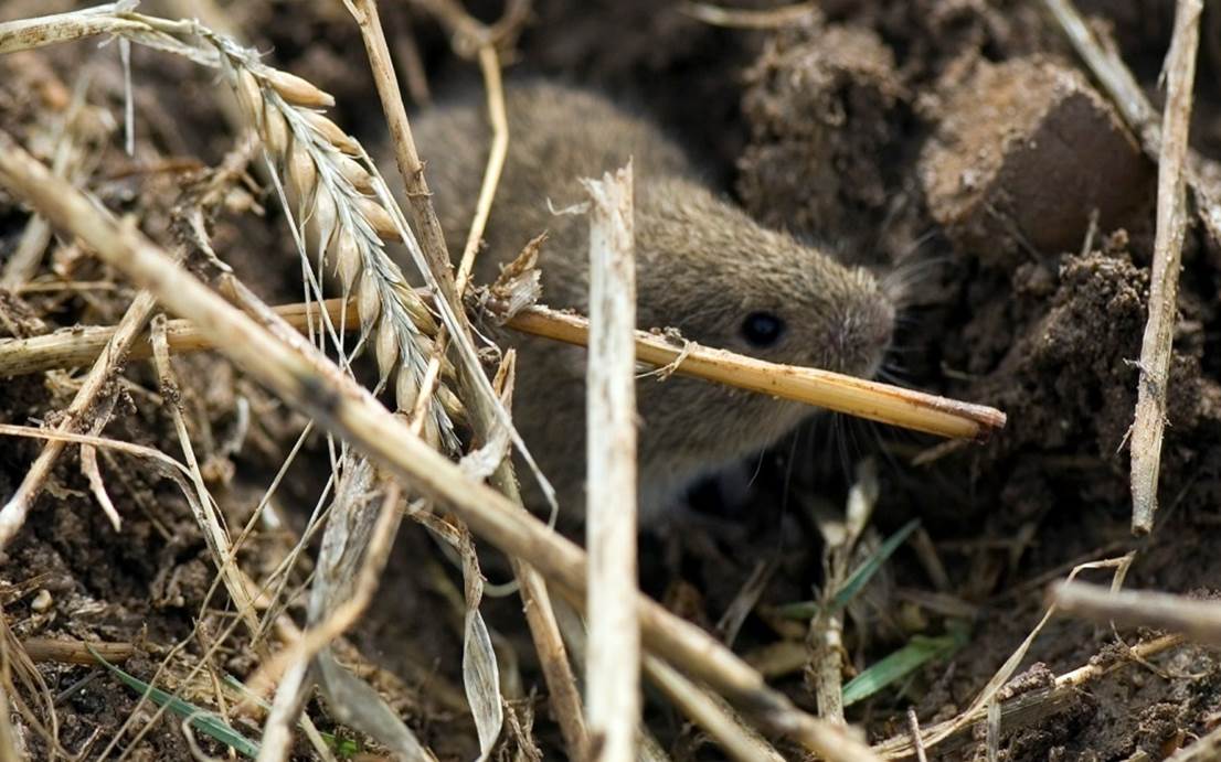 Estrategia para la gestión integrada de los riesgos derivados de la presencia de topillo campesino en el territorio de Castilla y León (ORDEN AYG/ 96/2019, de 5 de febrero)