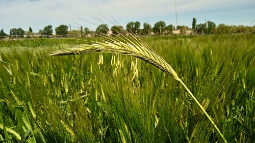 imagen tierra